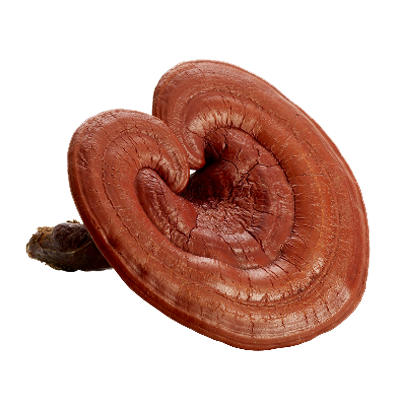 Ganoderma Lucidum
